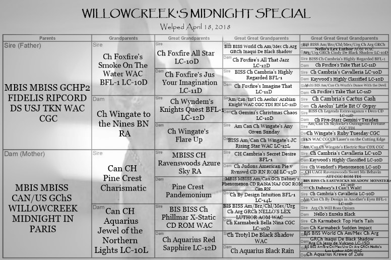 WILLOWCREEK'S MIDNIGHT SPECIAL - DOGS OF WILLOW